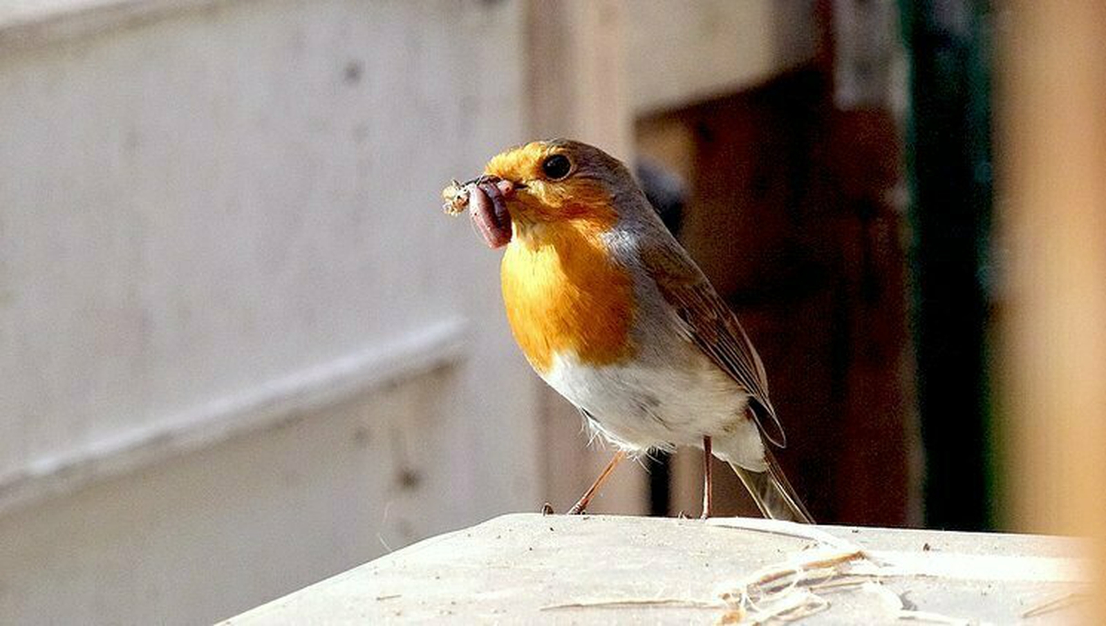 Robin  Happy Beaks