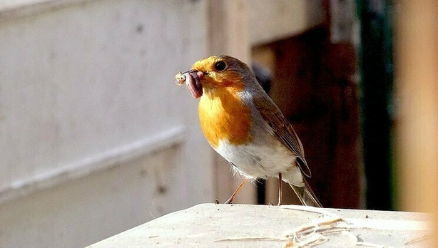 Seen throughout Ireland, this Robin is stopping for an important meal