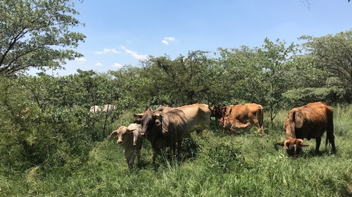 72% of private farmland in South Africa is owned by white people