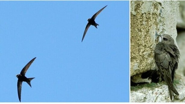 Pictures of Swifts courtesy of BirdWatch Ireland; photos by (l) Paulina Skoczylas and (r) Artur Tabor