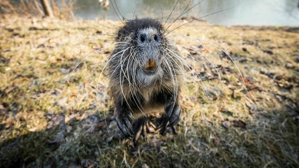 Distinctive features of the coypu include large, bright orange-yellow incisor teeth and webbed hind feet