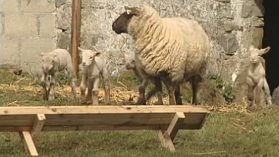 Ewe and lambs on Johnny Pettit's farm, Moate Co. Westmeath (2004)