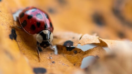 A ladybird rests on a fallen leaf. Photo credit; Monika Skolimowska/Getty Images.