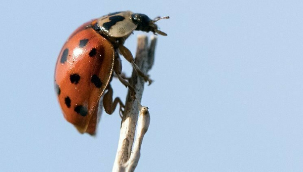 The Harlequin Ladybird in High Definition.  Photo credit; Dan Kitwood/Getty Images.