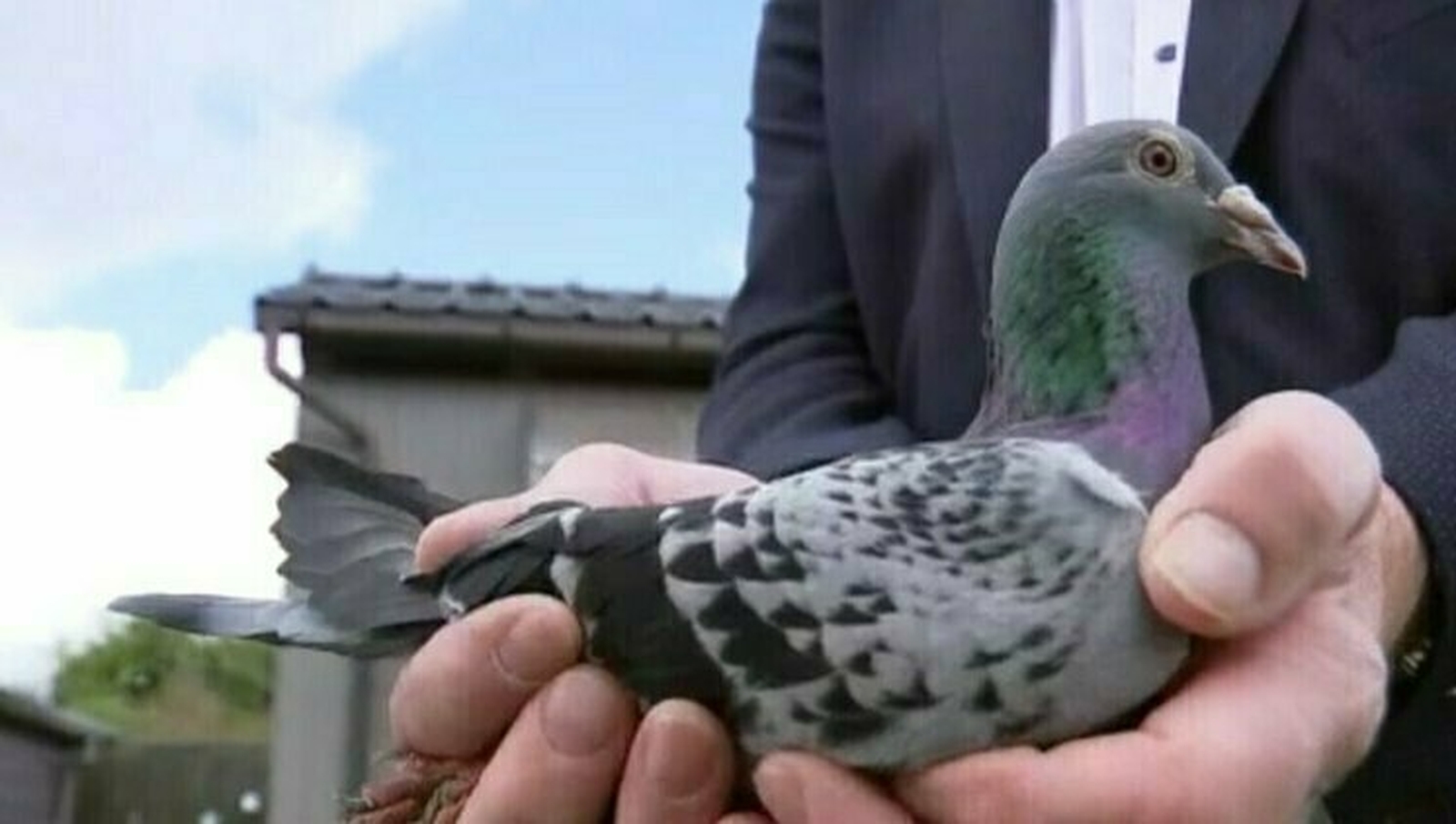 Meet Armando, the €1.25 Million Dollar Pigeon