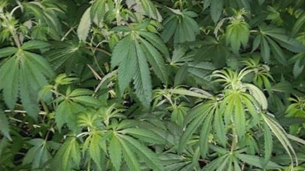 Cannabis seizure