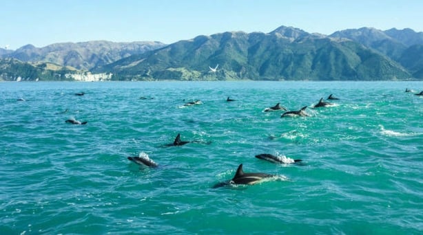 Dolphins off Kaikoura (iStock/PA)