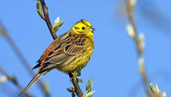 A stunning Yellowhammer perched on a tree. Photo credit: Mathias Schaef/Getty Images.