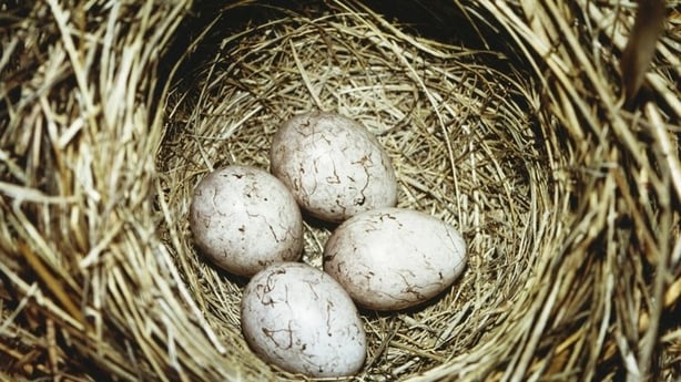 Yellowhammer eggs in their mothers nest. Photo credit; Trötschel/Getty Images.