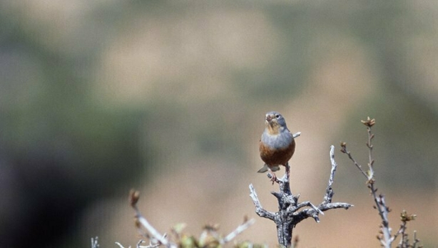 An Ortolan Bunting perched on a tree. Photo credit; DeAgostini/Getty Images.