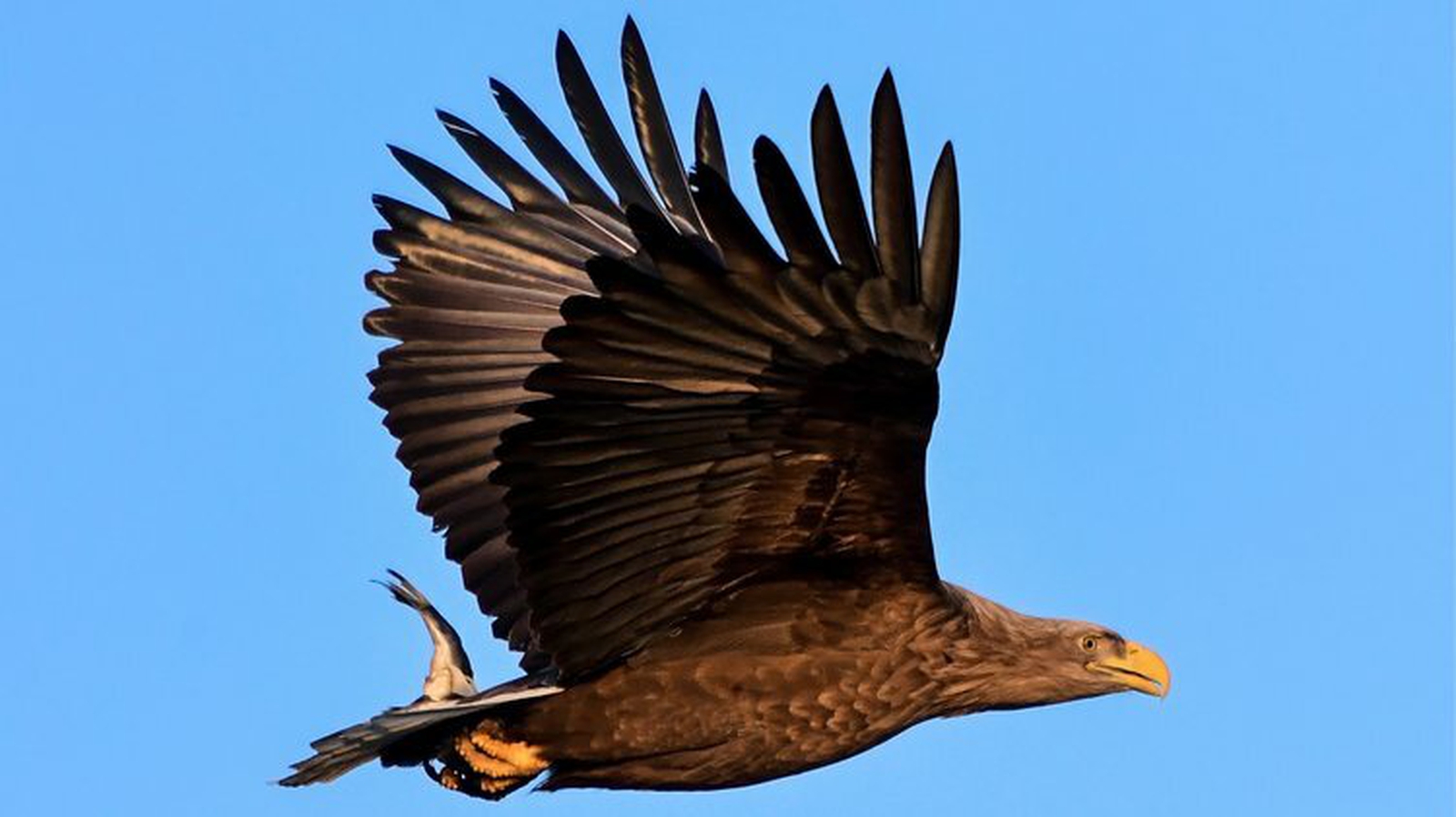 Will Golden Eagles Soar High In Irish Skies