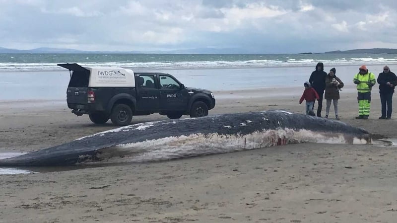 Investigation into case of whale beaching in Sligo