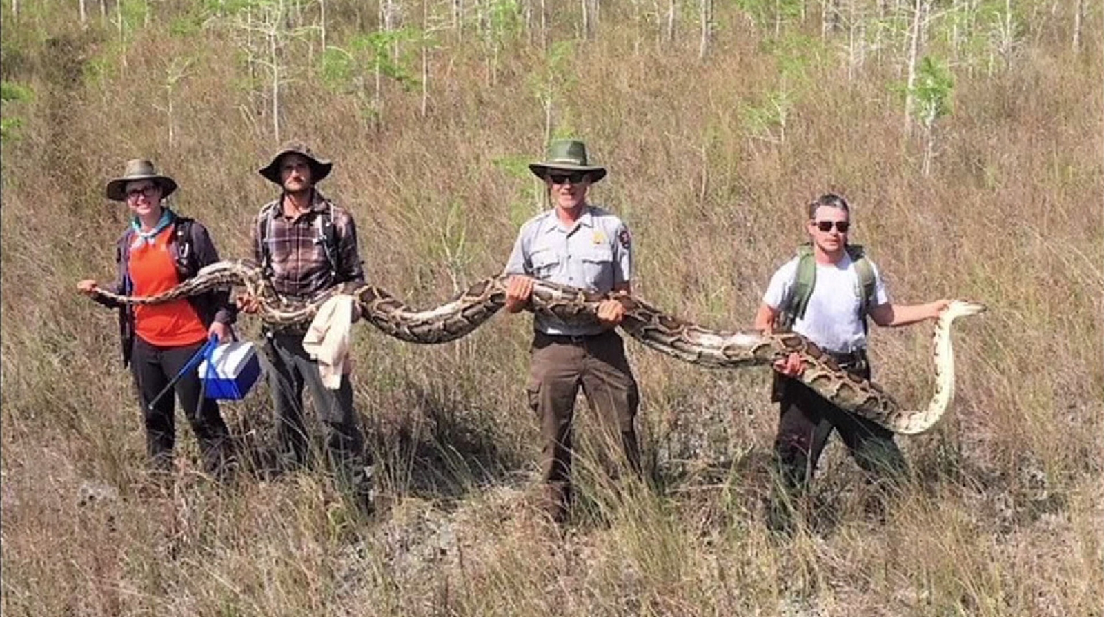 Huge python captured in Florida