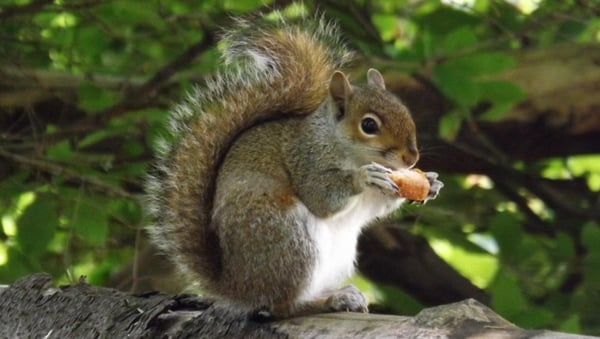 The grey squirrel, one of Ireland's Top 10 unwanted species. Photo: Brian Keeley