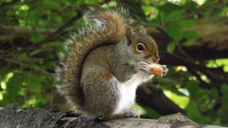 Close encounters with Ireland's invasive species