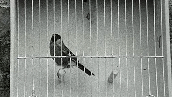 Bird Market (1969)