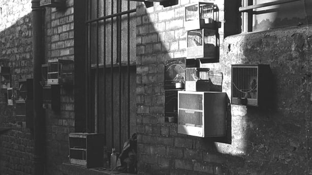 Dublin Bird Market, Nevill Johnson Collection (1952/53)
