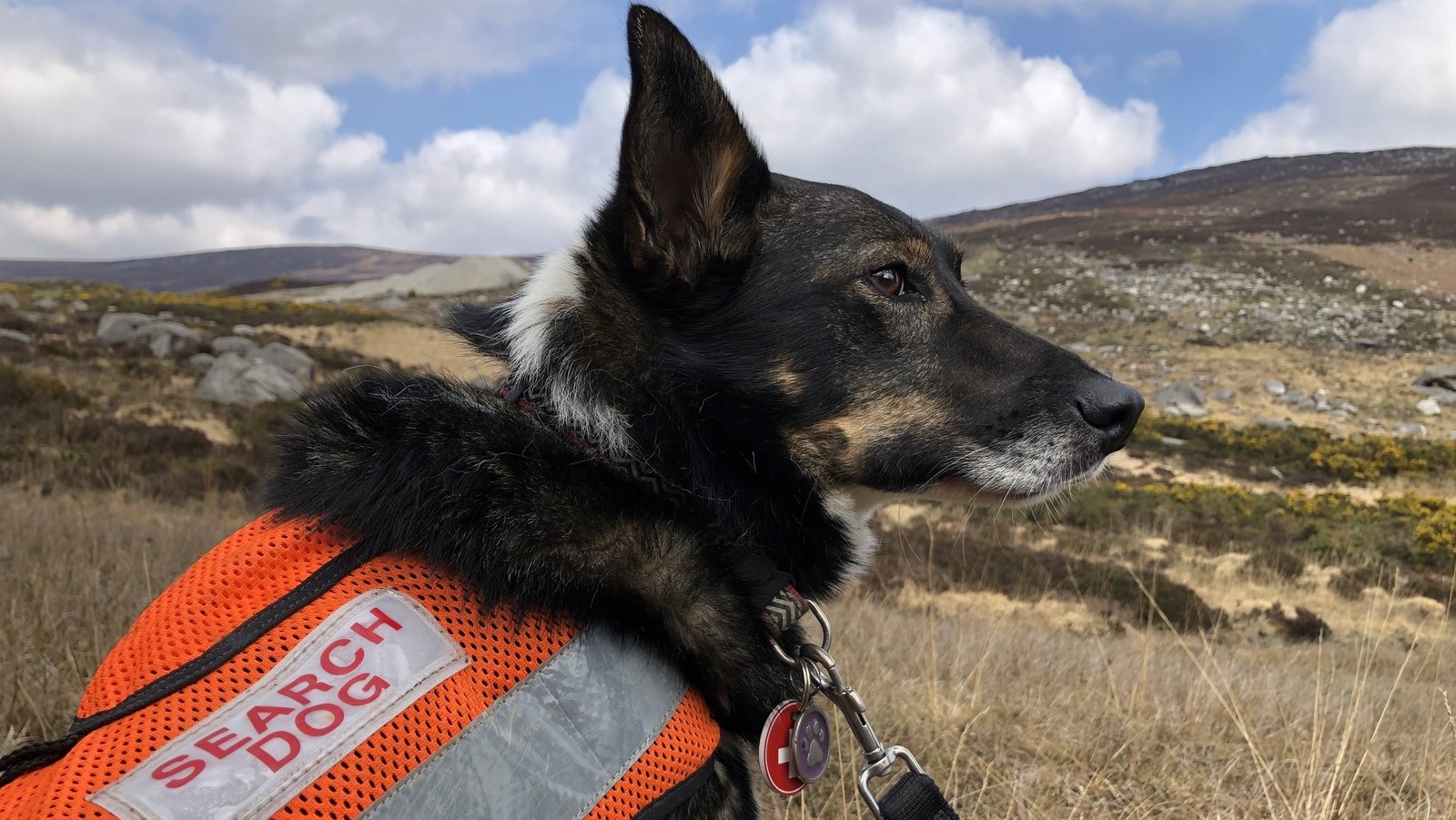 Meet Rowan - from the pound to search and rescue dog