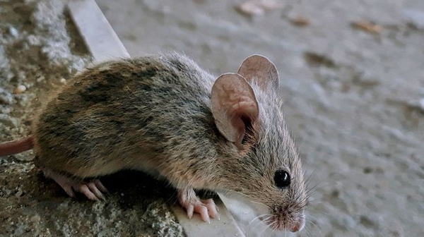 Scientists have figured out how to confer a superpower to ordinary rodents.