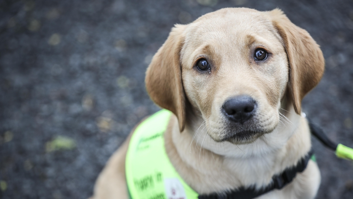 Assistance Dogs | Liveline - RTÉ Radio 1