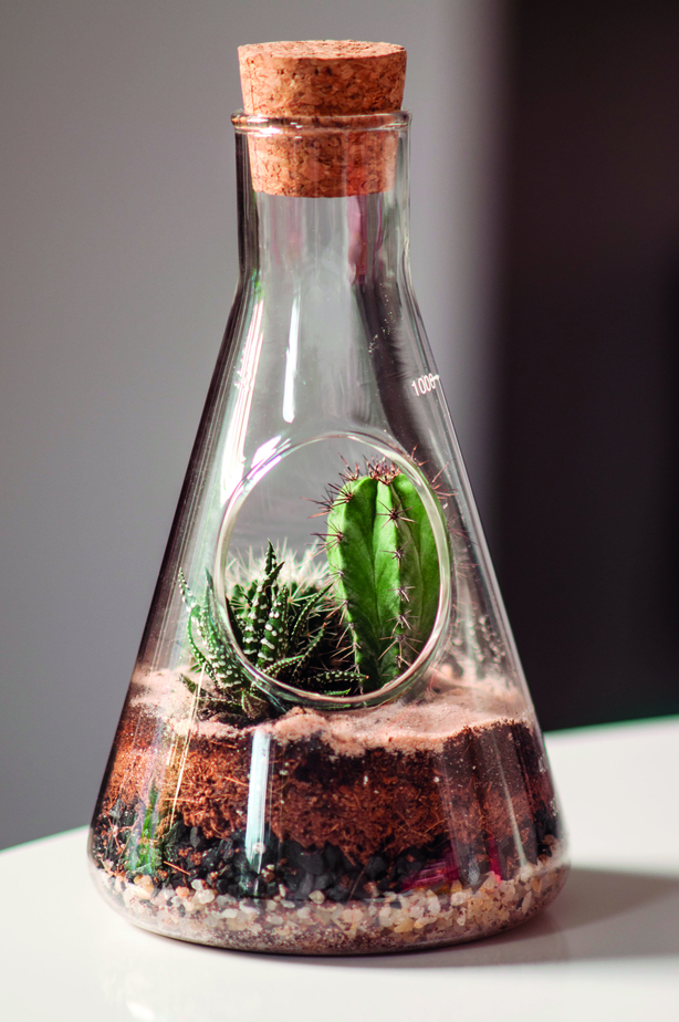 Terrarium Kit