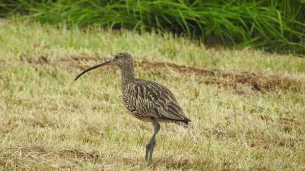The curlew population is currently 138 pairs, a decrease of 96% in almost 30 years