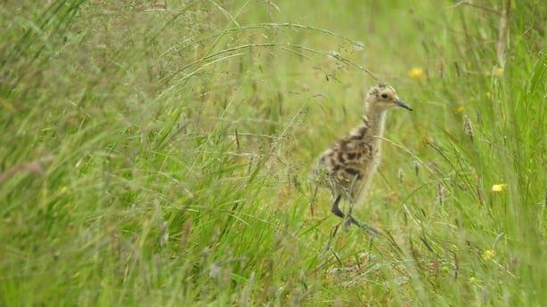 Curlew chick