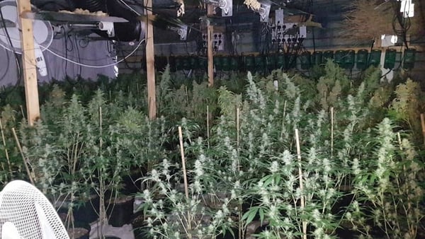 Over 1,000 cannabis plants were seized