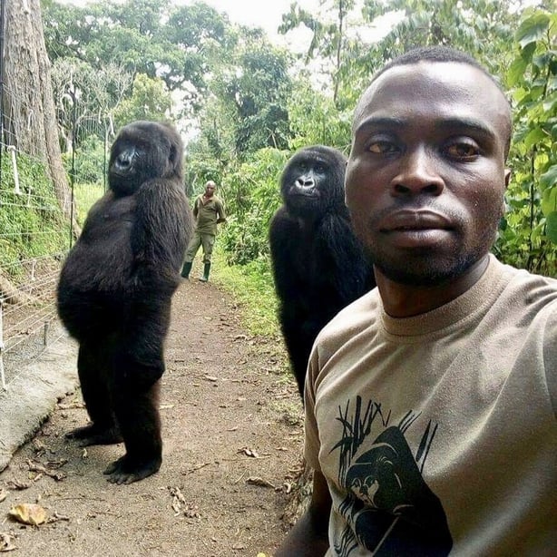 Gorilla selfie