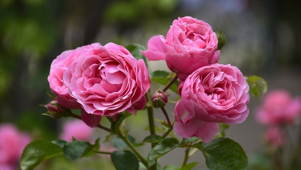roses