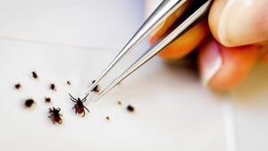 People are most likely to be bitten by ticks in areas in the south and west of the country