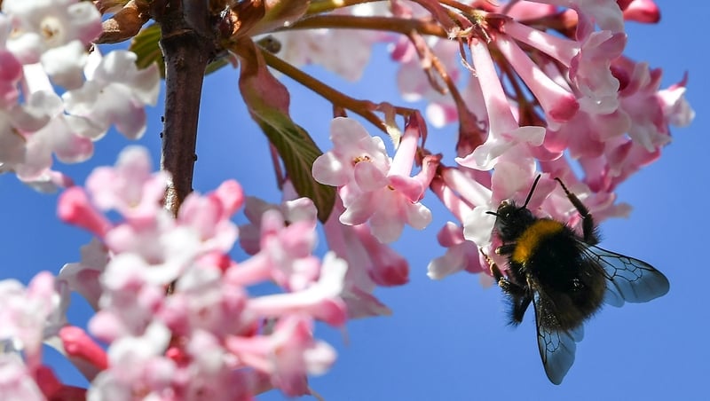 Earth's eight millions species of plants and animals are dying off at an accelerated rate