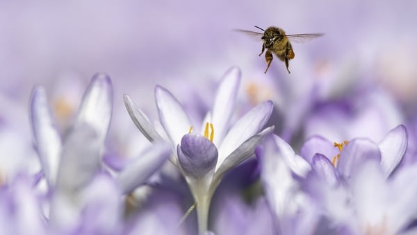 There has been a dramatic die-off of pollinating insects, especially bees