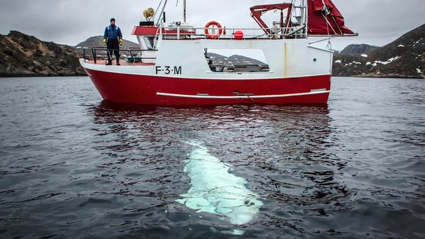 Beluga whale, Russian harness