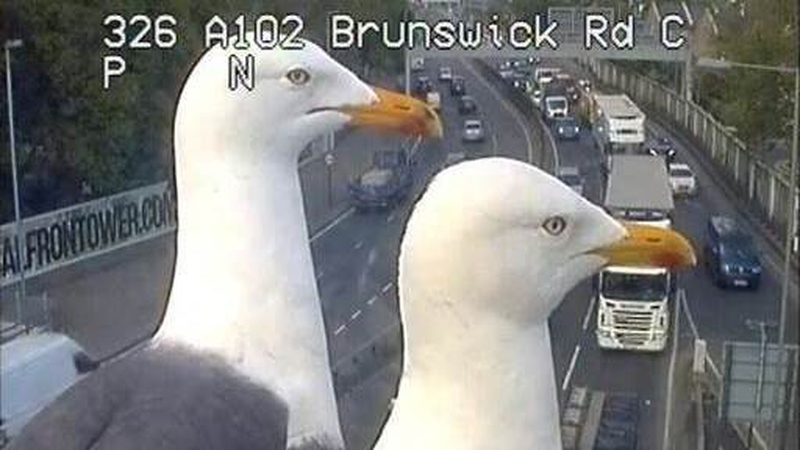 Seagulls find fame on London traffic camera
