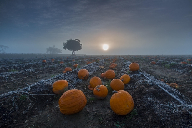 Pumpkins at sunrise