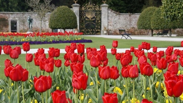 tulips