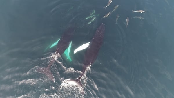 These drone images were captured by the Irish Whale and Dolphin Group
