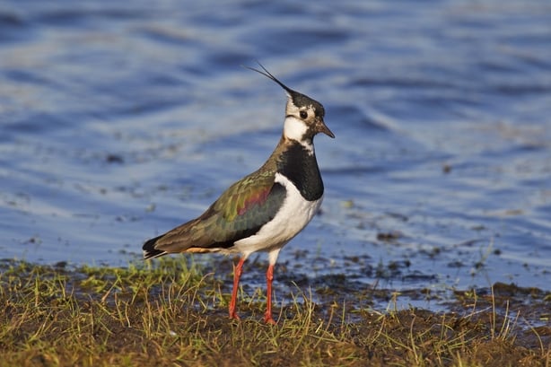 Northern Lapwing (Vanellus vanellus) foraging on lake shore (Photo by: Arterra/UIG via Getty Images)