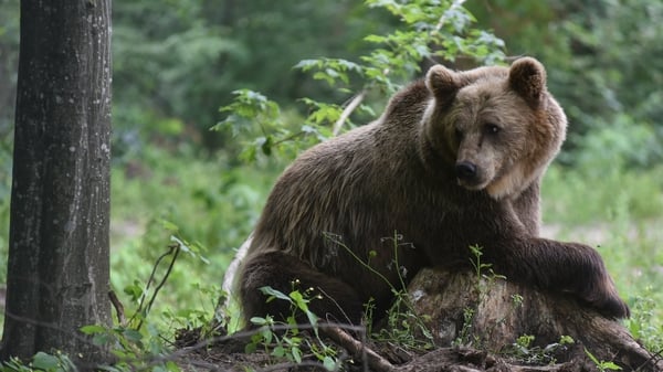 There are some 330 bears in the Cantabrian mountain range in Spain