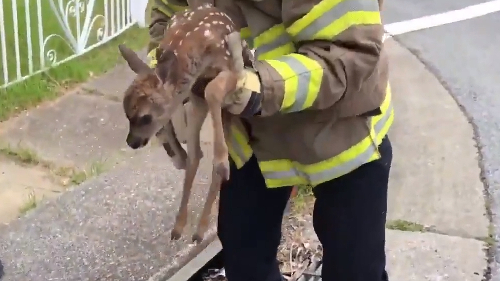 'Fawntastic' Baby deer rescued from drain in US