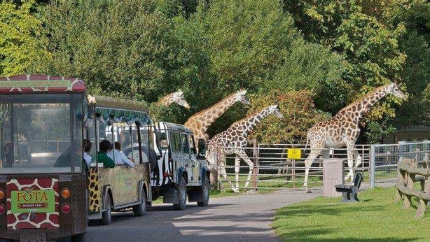 Giraffes @ Fota Wildlife Park