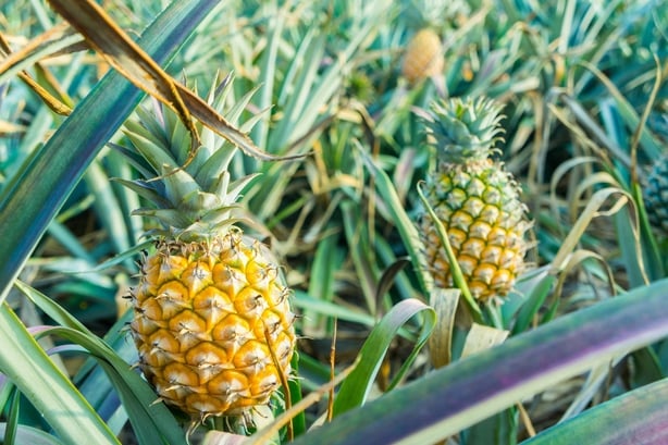 Pineapple growing