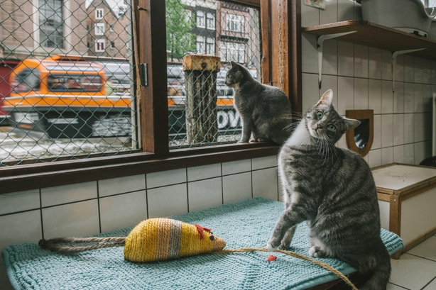The Catboat