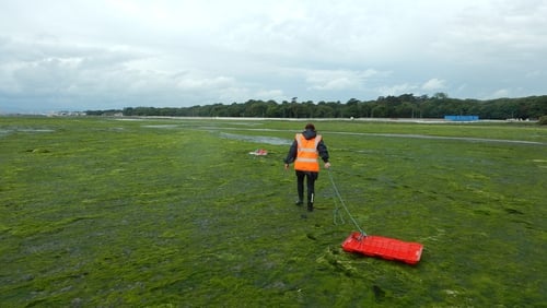 When the estuary turns green: research work at the Tolka estuary