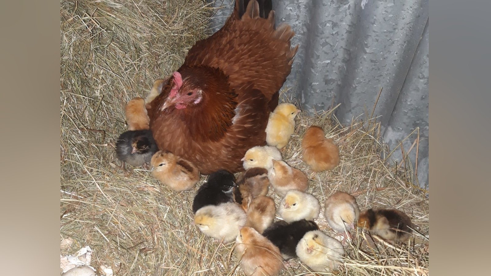 Counting her chickens Offaly hen has clutch of 20