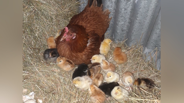 Of the 26 eggs Little Chip laid, 21 hatched, with 20 chicks surviving