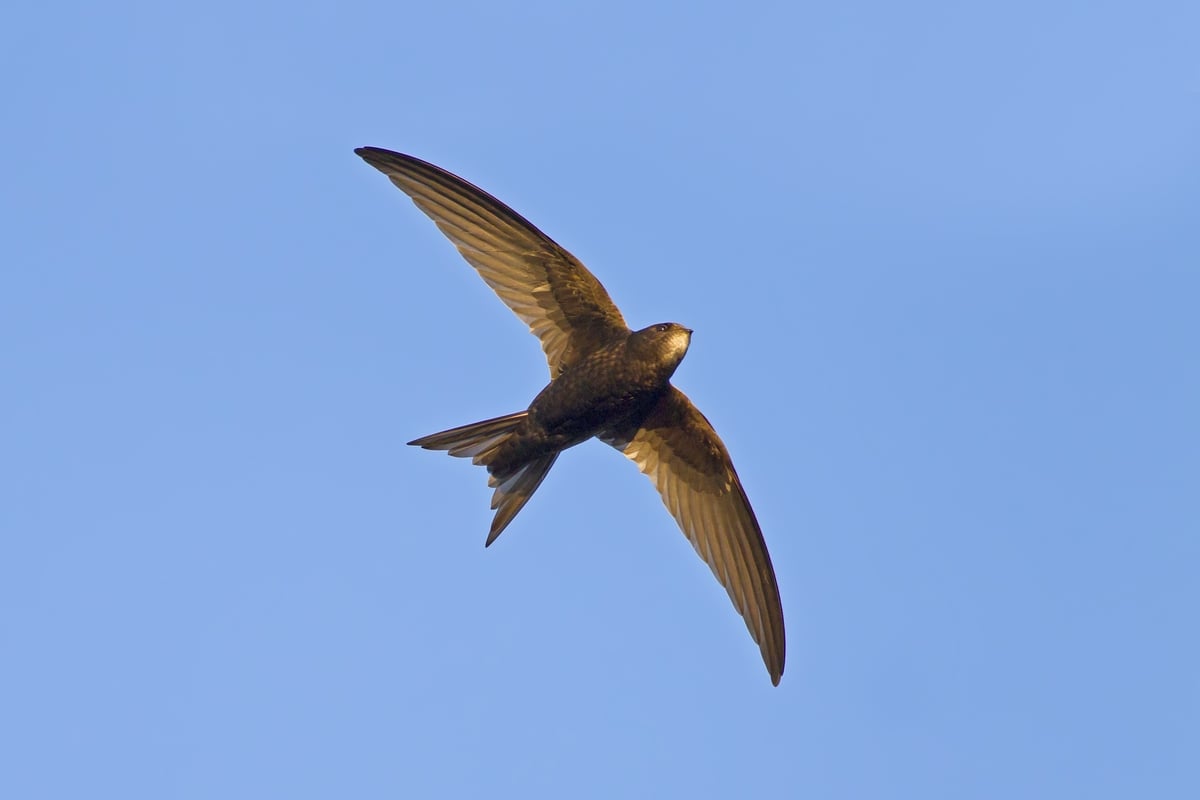 Survey to counteract the declining swift population | Morning Ireland ...