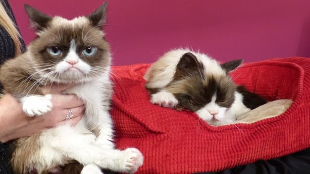 Grumpy Cat dies aged seven: 'Some days are grumpier than others', Internet