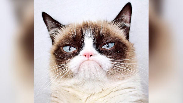 Grumpy Cat had millions of online fans (Pic: Instagram)